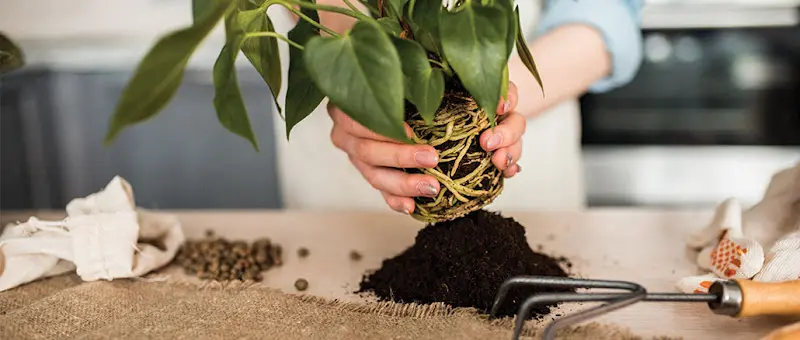 purin compost plante jardin