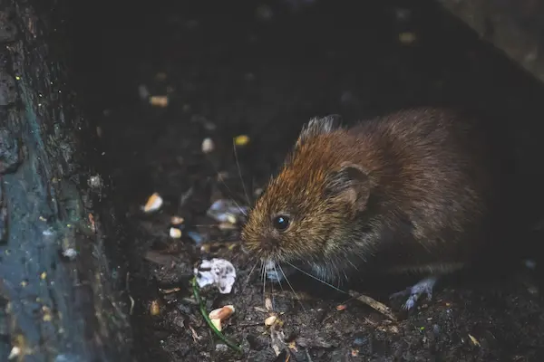 rat compost