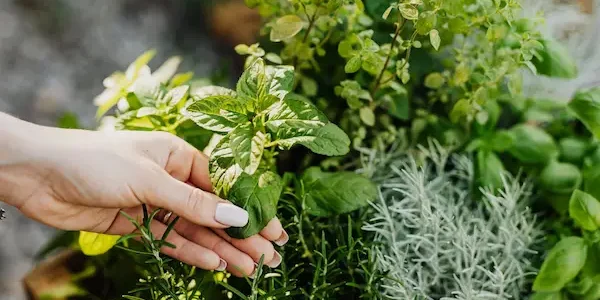 permaculture compostage permaculture compostage