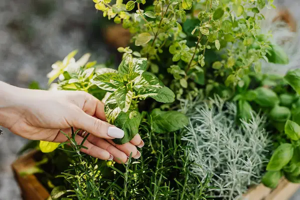 permaculture compostage